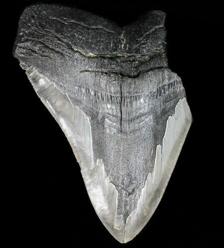 Partial, Serrated, Megalodon Tooth - Georgia #56697